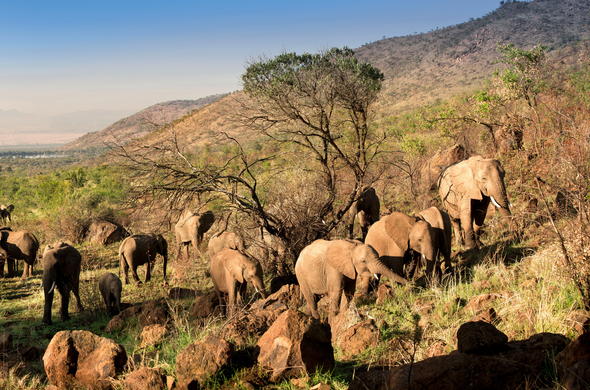 kwa-maritane-bush-lodge-game-drive-elephant-herd