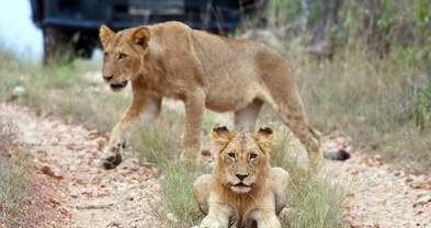 balule-game-reserve-lions-393x208