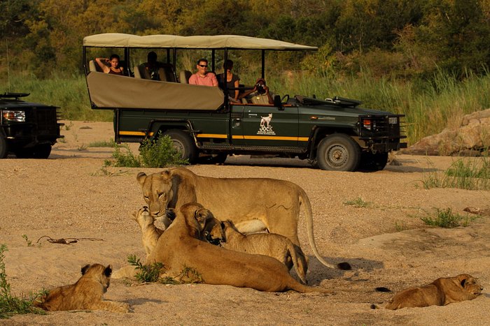 game-drives-in-the-kruger